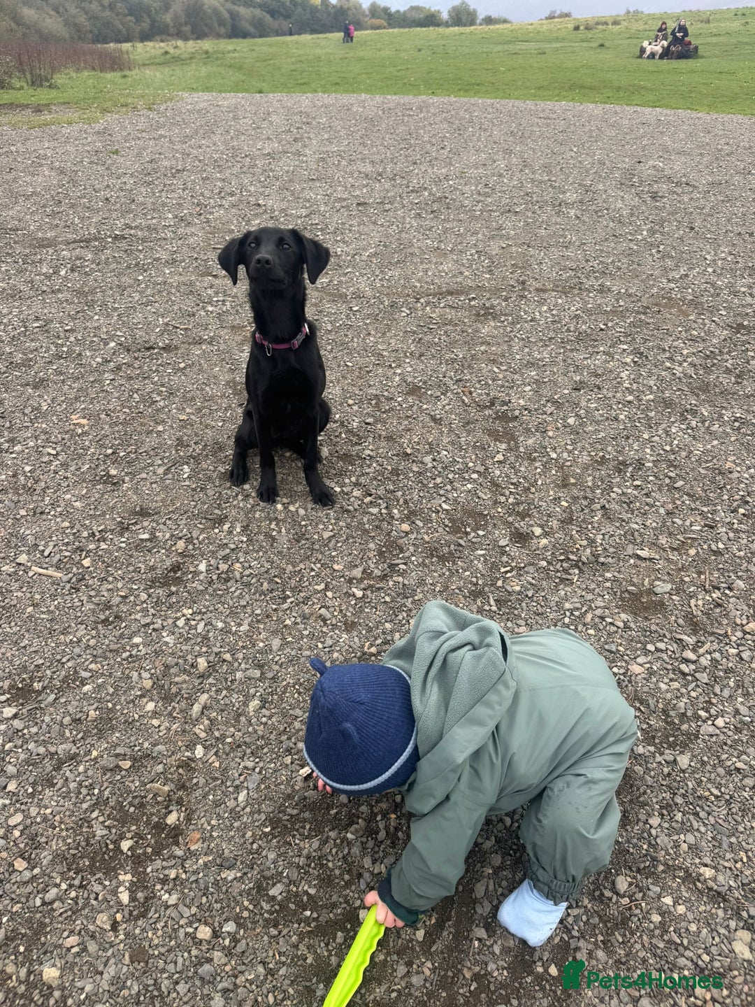 Labrador Retriever dogs for sale: Beautiful Trained Labrador - Image 5