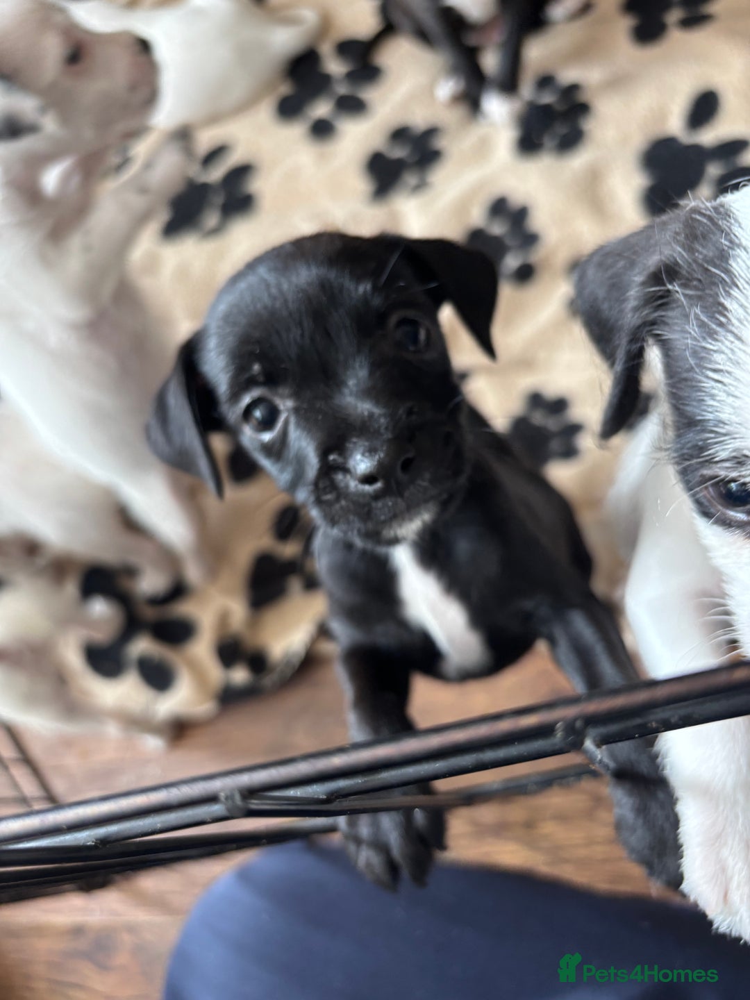 Mixed Breed dogs for sale: Border terrier x Patterdale terrier   - Image 15
