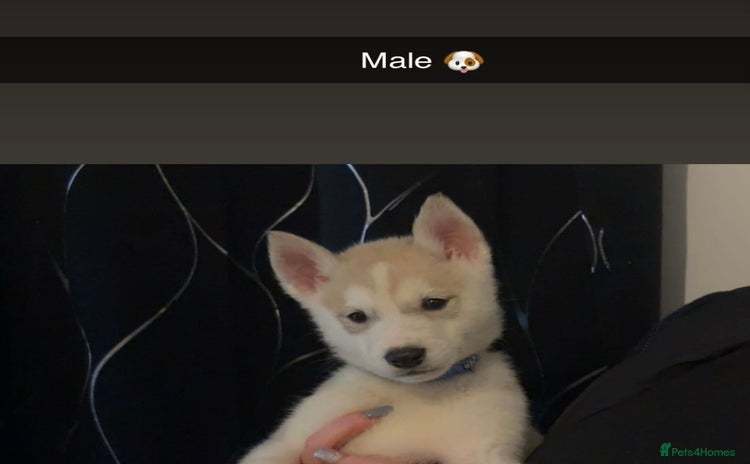 Siberian Husky dogs Beautiful husky pup 🛑🔥last one 🔥🛑  - Advert 1