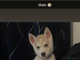 Siberian Husky dogs Beautiful husky pup 🛑🔥last one 🔥🛑 - Advert 4