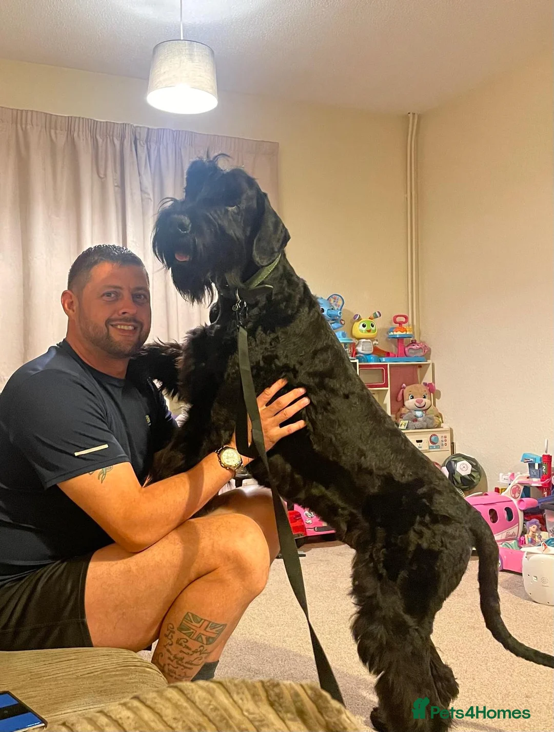 Giant Schnauzer dogs for sale: Vito--Handsome Young Male Giant in Morecambe - Advert 1
