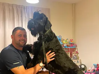 Giant Schnauzer dogs Vito--Handsome Young Male Giant - Advert 1