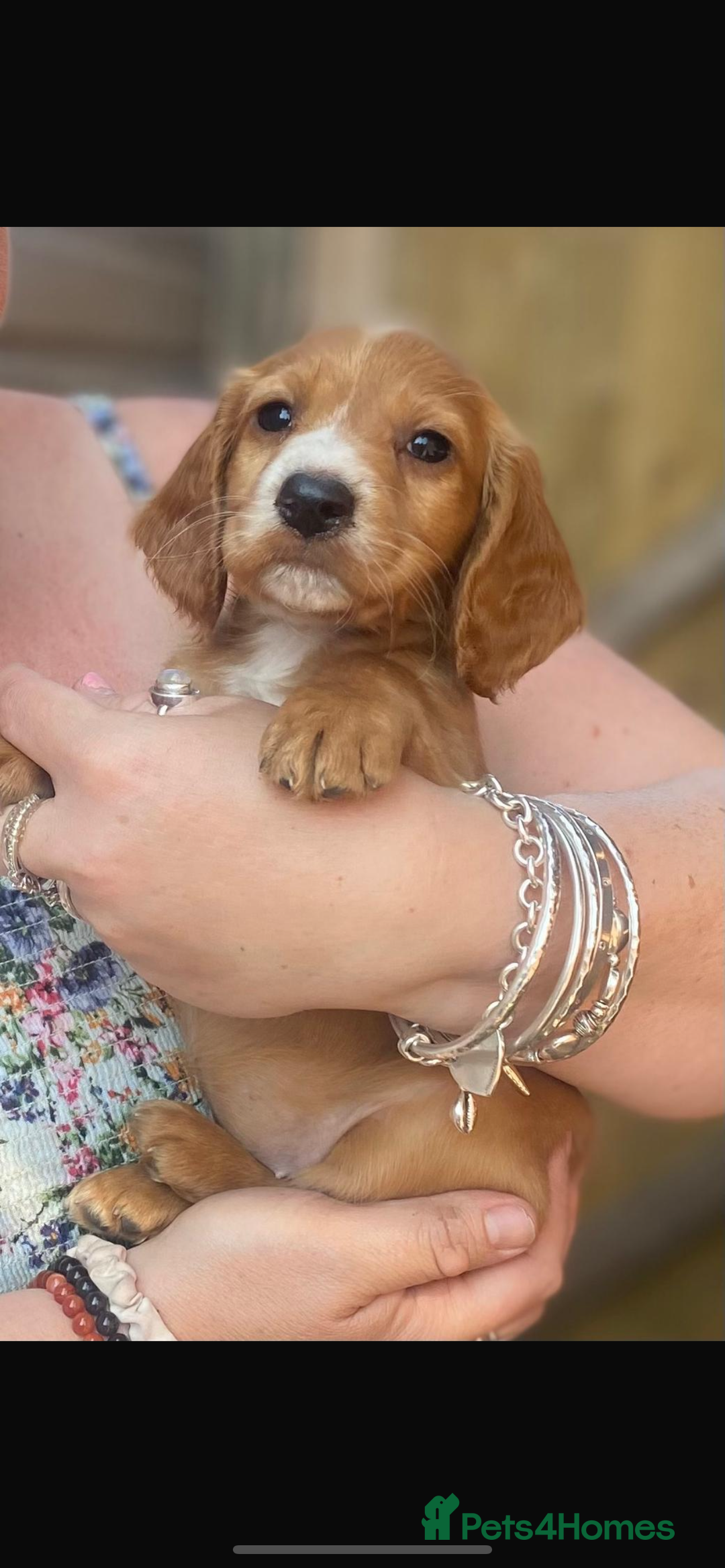 Cocker Spaniel dogs for sale: Working cocker spaniel puppies.  - Image 1