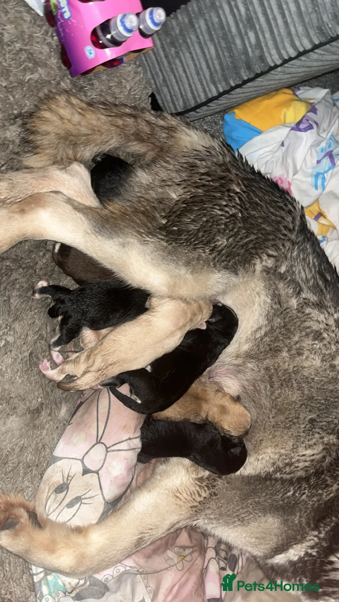 Siberian Husky dogs for sale: 7 husky pups - Advert 4