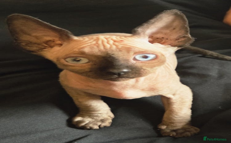 Sphynx cats - Advert 2