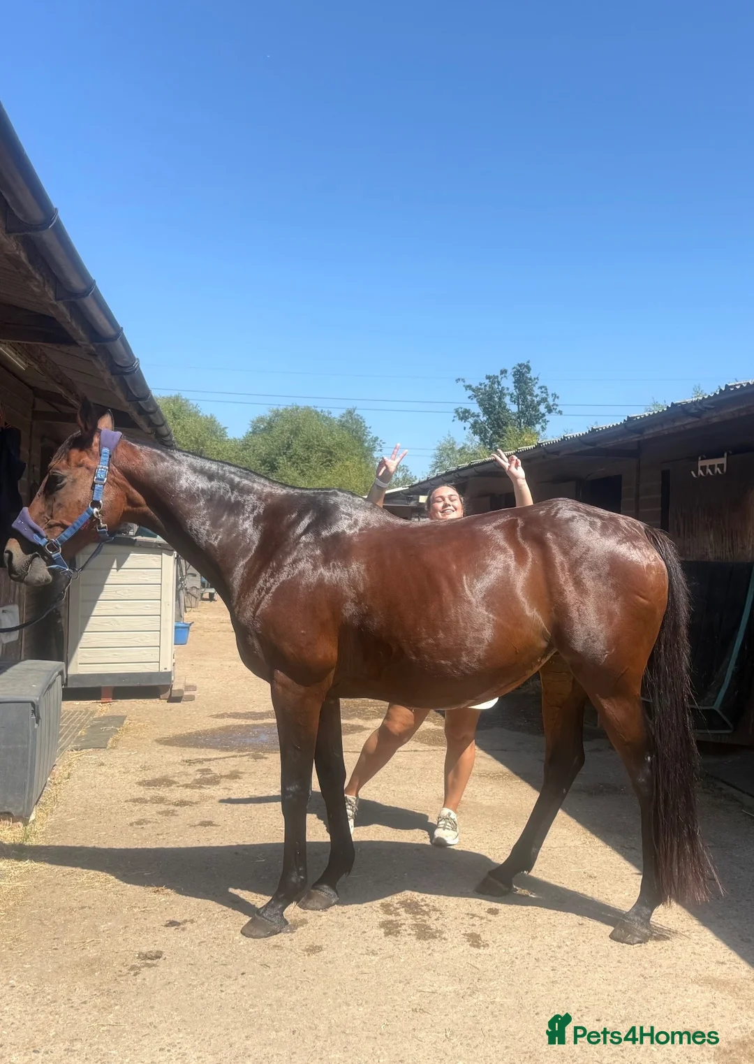 Other Breed horses for sale: Dark bay mare - Advert 2