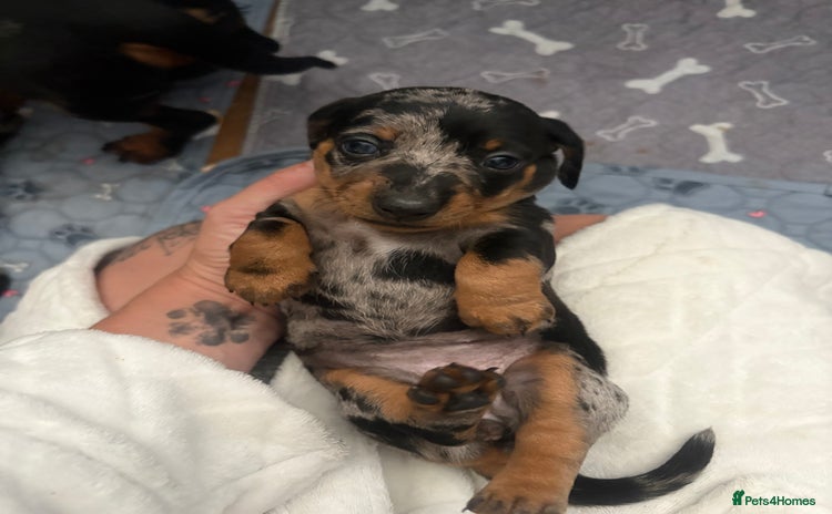Miniature Dachshund dogs - Advert 6