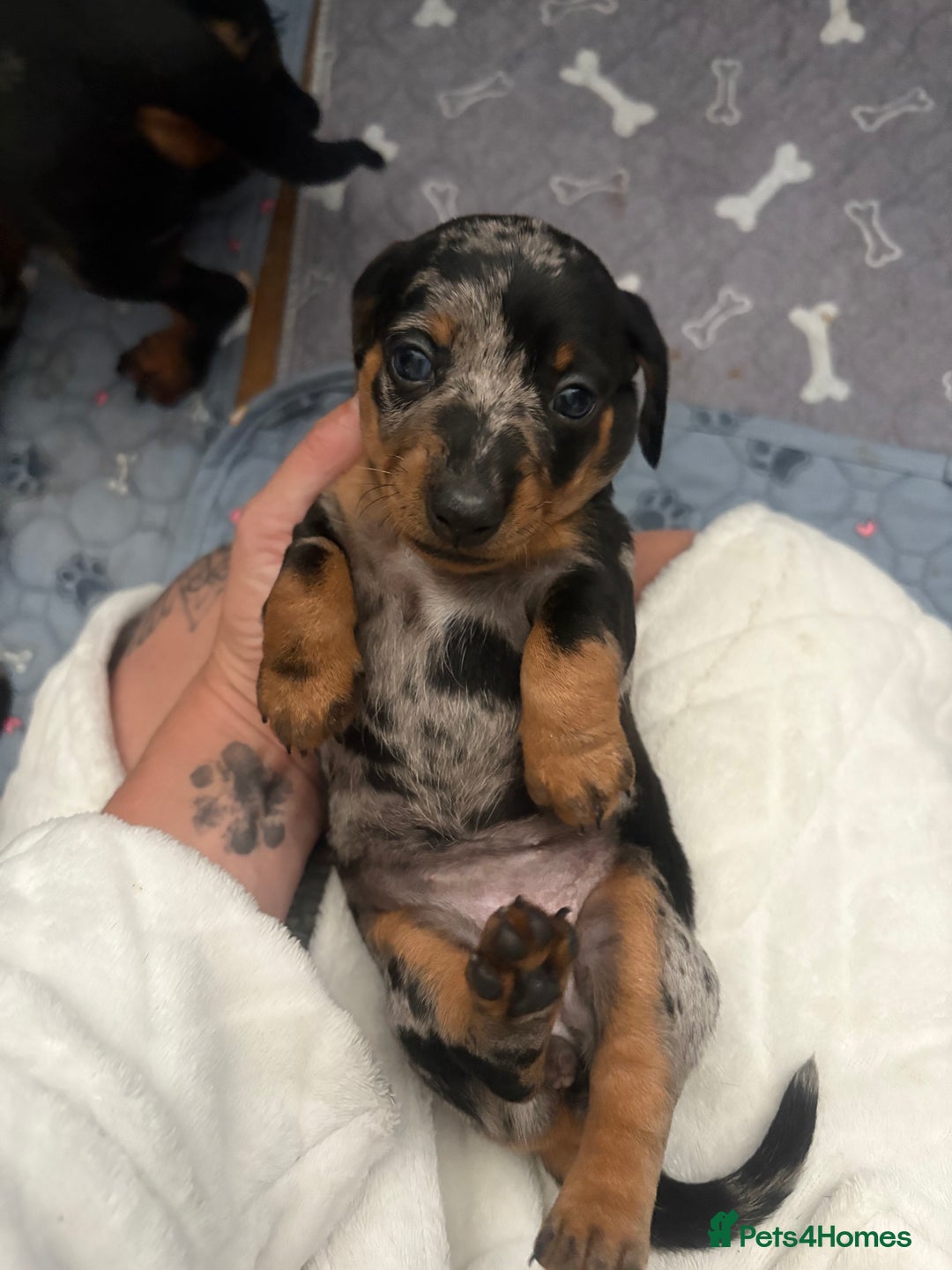 Miniature Dachshund dogs for sale: Venus is a mama to 5! - Image 1