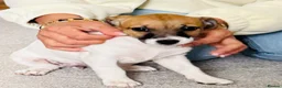 Jack Russell dogs for sale: Jack Russell Terrier puppies – ready for new homes - Advert 4