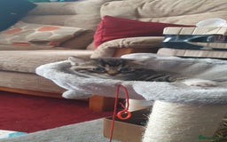 Mixed Breed cats for sale: Mixed breed kittens for sale  - Image 1