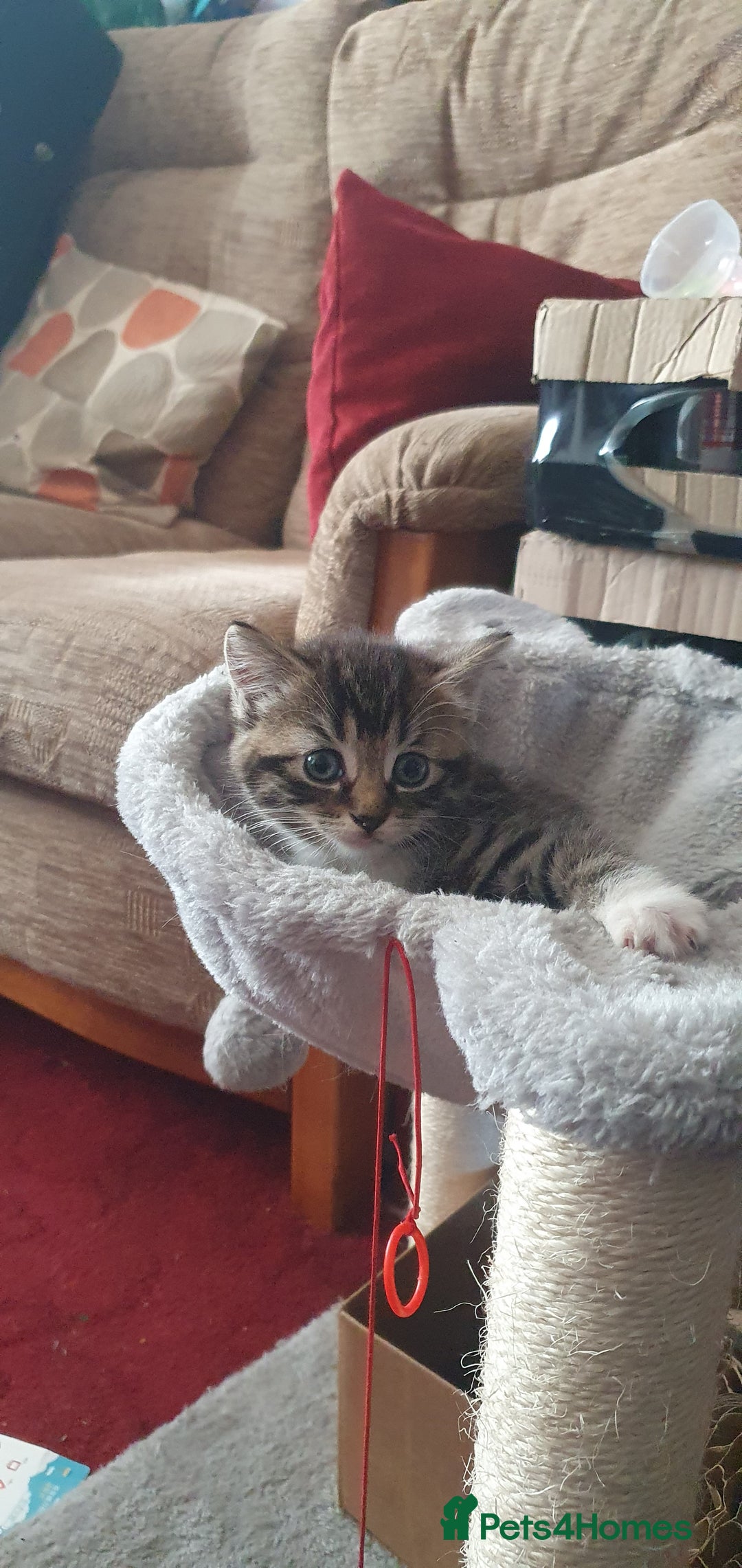 Mixed Breed cats for sale: Mixed breed kittens for sale  - Image 1
