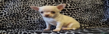 Chihuahua Puppy 1