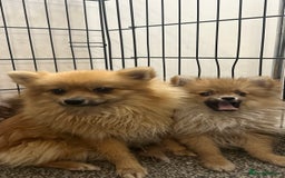 Pomeranian dogs for sale: Adorable Pom puppies 💙❤️ - Image 17