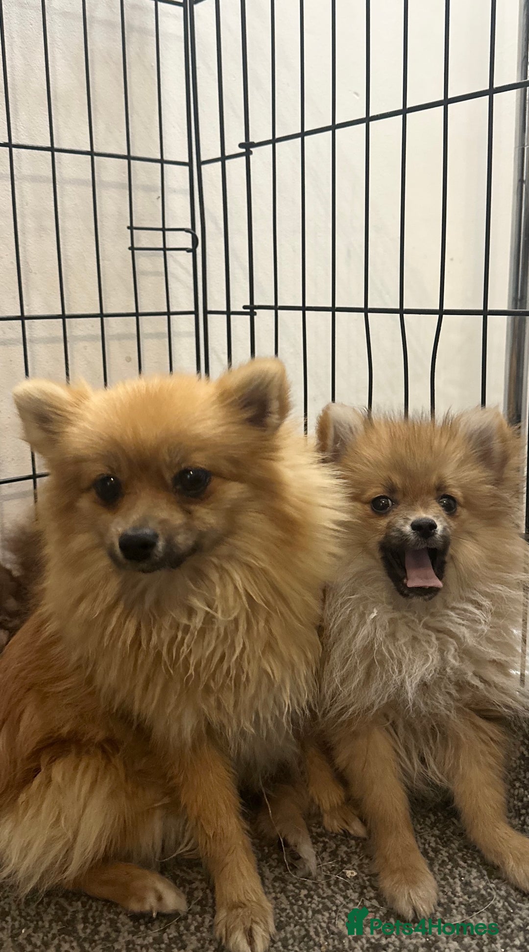 Pomeranian dogs for sale: Adorable Pom puppies 💙❤️ - Image 17