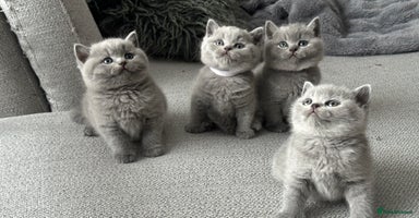 British Shorthair cats - Advert 3