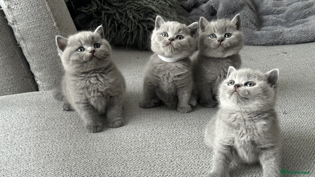 British Shorthair cats for sale: 🏆Champions line🏆BSH Blue kittens  - Advert 2