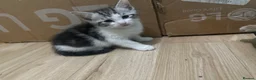 Persian cats for sale: Kittens Persian tabby  - Advert 4