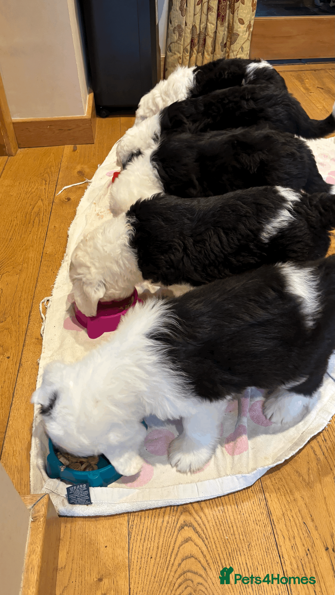 Old English Sheepdog dogs for sale: Kennel Club Registered Old English Sheepdog Pups - Advert 7