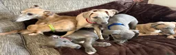 Whippet dogs for sale: Beautiful KC Registered Whippets  - Advert 3