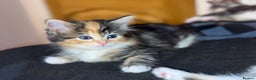 Mixed Breed cats for sale: 3 beautiful kittens available  - Advert 7