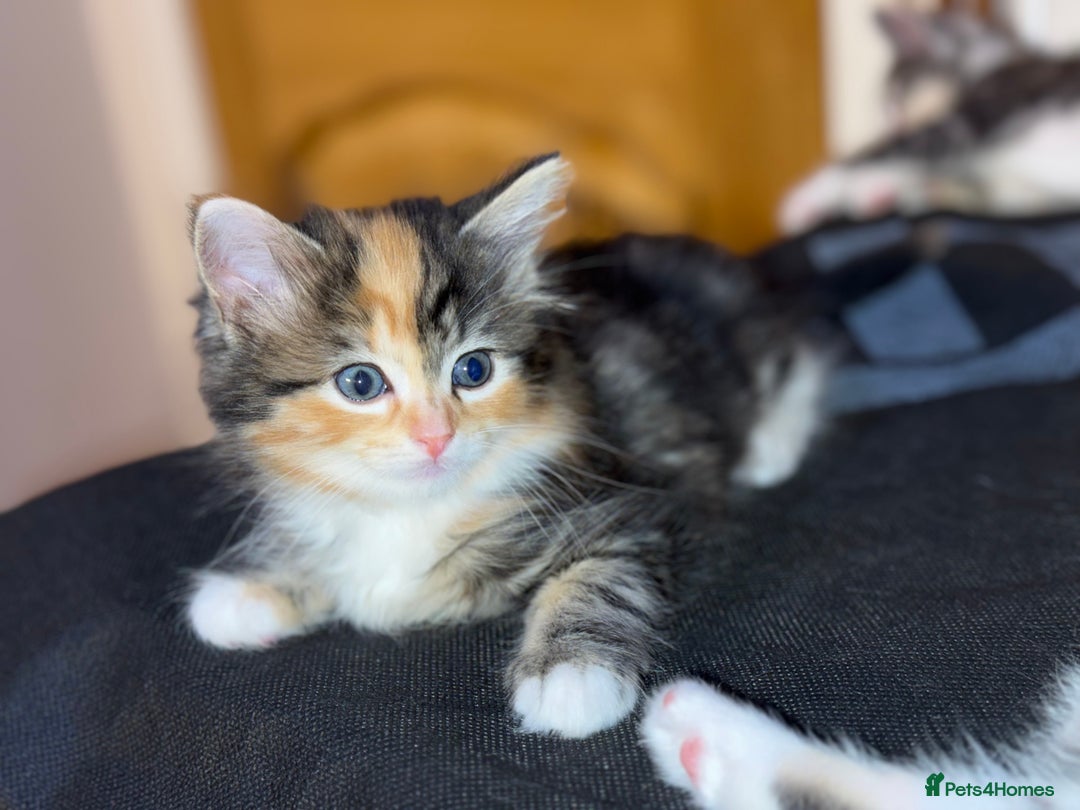 Mixed Breed cats for sale: 3 beautiful kittens available  - Advert 7