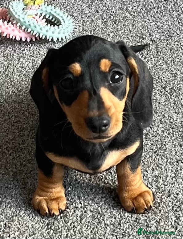 Miniature Dachshund dogs Adorable, Mischievous & Loving Little Girl.  - Advert 2