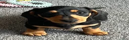 Miniature Dachshund dogs for sale: Beautiful little girl.  - Advert 5