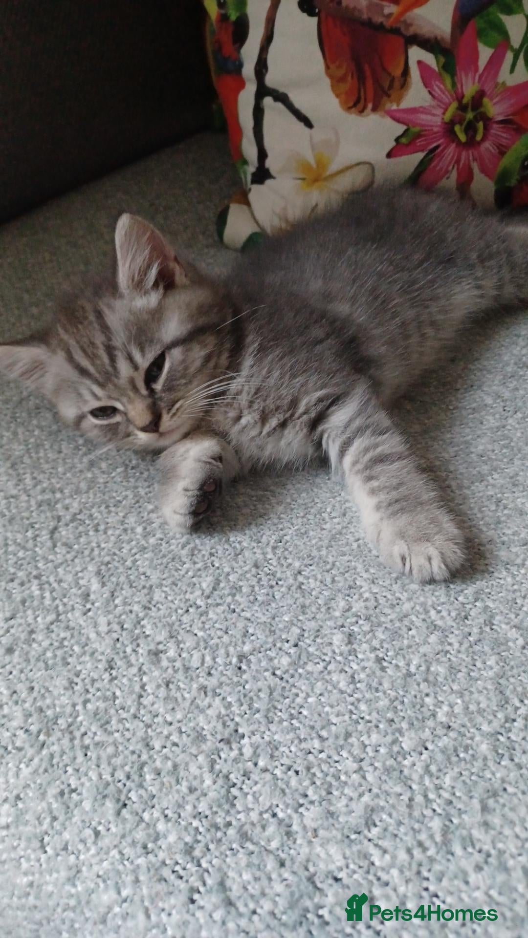 British Shorthair cats British shorthair kittens  - Advert 14