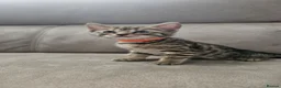 Bengal cats for sale: Bengal kittens - Advert 18