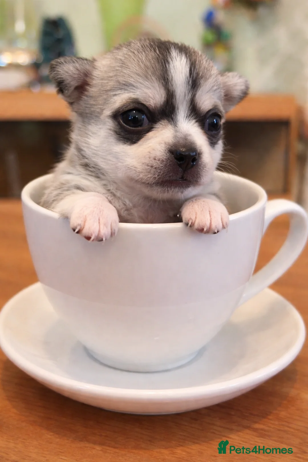 Chihuahua dogs for sale: Tiny pedigree chihuahua puppies  - Advert 5