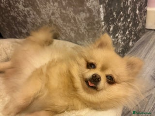 Pomeranian dogs 6 month old Pomeranian puppies - Advert 1