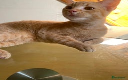 Sphynx cats for sale: Sphynx naked and coated  - Image 23