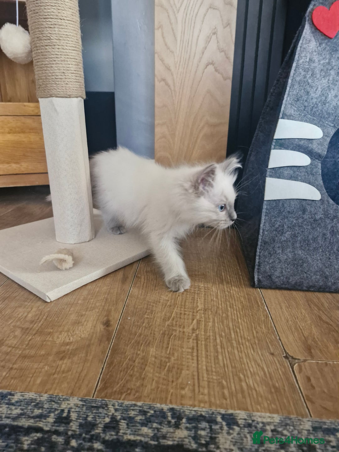 Ragdoll cats for sale: Adorable ragdoll kittens  - Image 8