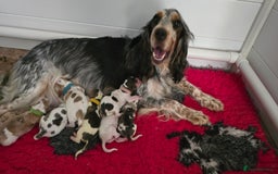 Cocker Spaniel dogs for sale: Show Type Cocker spaniel Puppies KC - Image 4