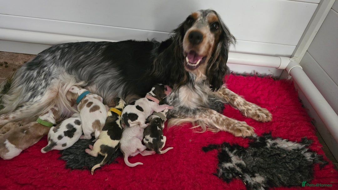 Cocker Spaniel dogs for sale: Show Type Cocker spaniel Puppies KC - Image 4