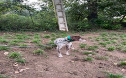 German Shorthaired Pointer dogs for adoption: Romero - Image 3
