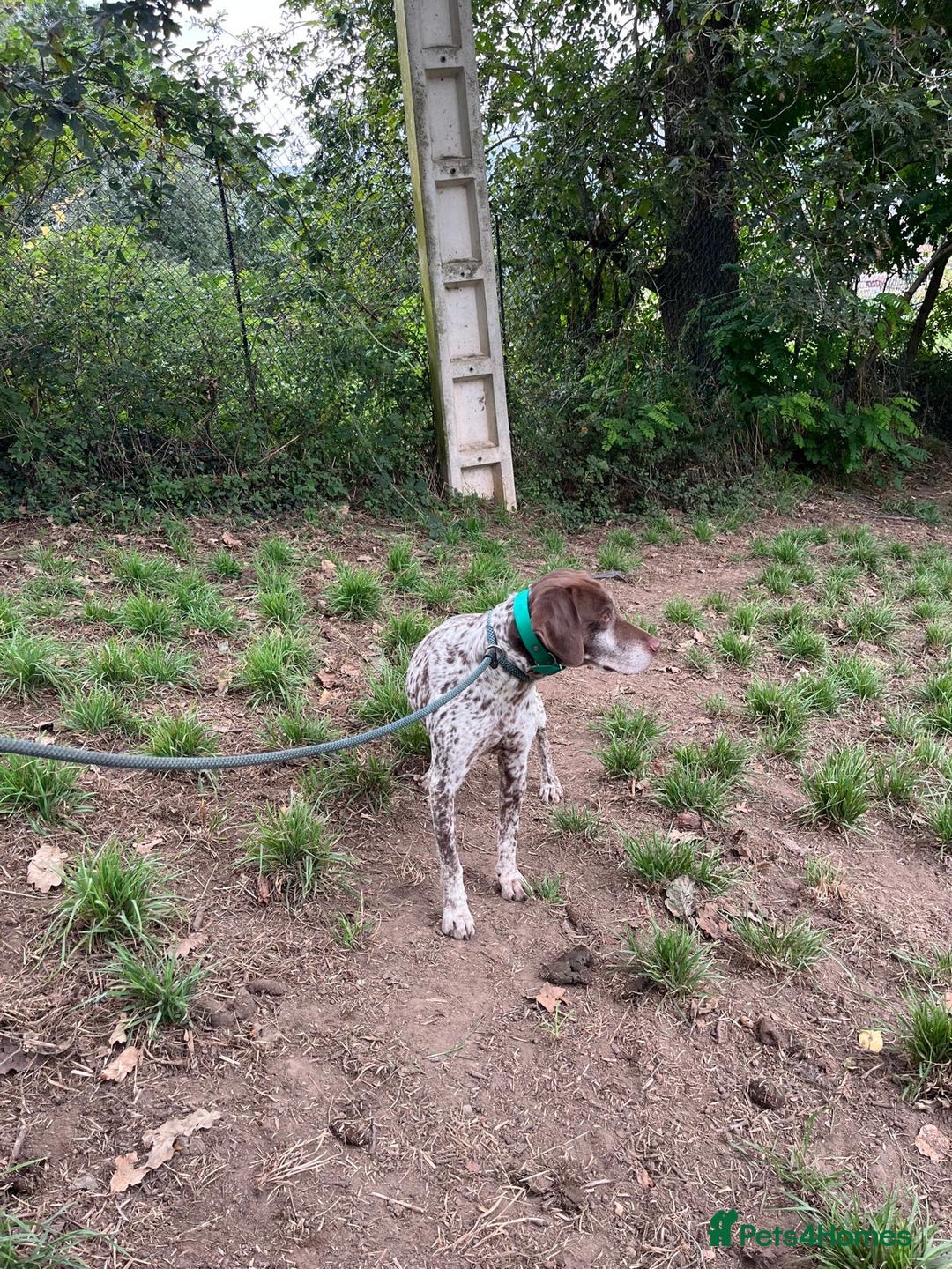 German Shorthaired Pointer dogs for adoption: Romero - Image 3