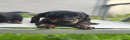 Miniature Dachshund dogs for sale: Adorable miniature dachshund puppies  - Advert 12