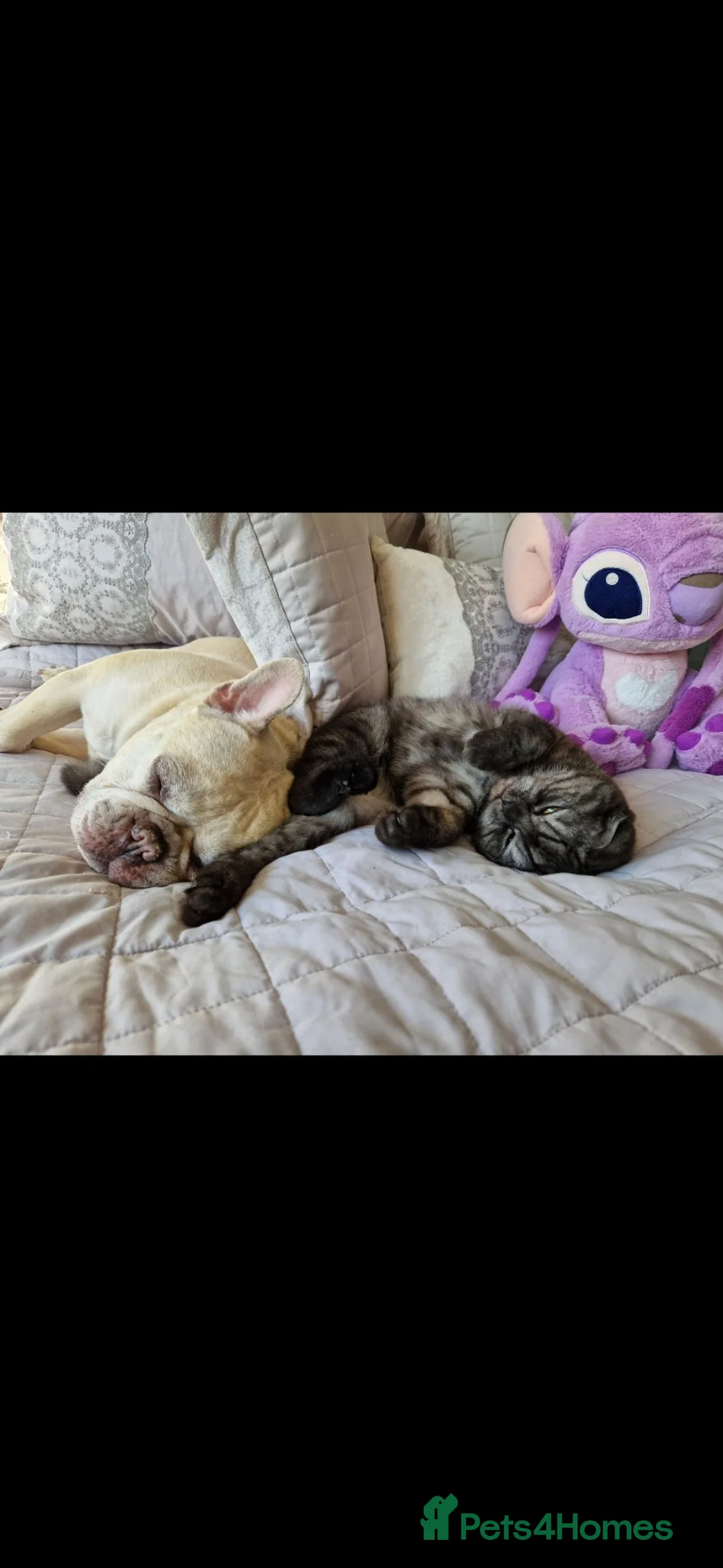 Scottish Fold cats for sale: 2 year old Scottish fold black smoke cat for sale - Advert 2