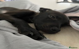 Mixed Breed dogs for sale: Little zeni - Image 1