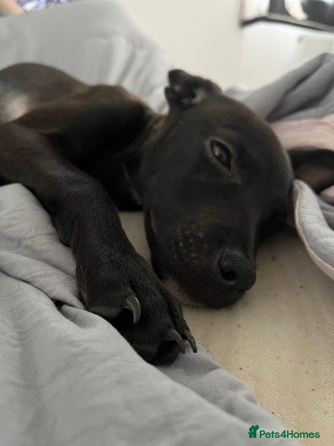 Mixed Breed dogs for sale: Little zeni - Image 1