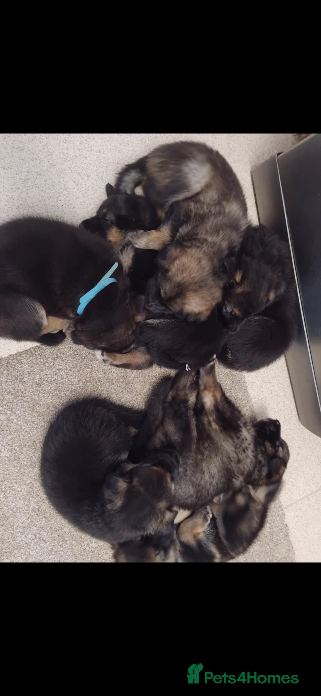 German Shepherd dogs for sale: 4 beautiful female German shepherd pups  - Image 9