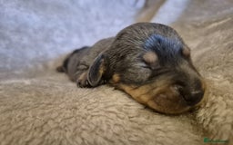 Dachshund dogs for sale: MINI DACSHUNDS READY DEC 6TH - Image 6