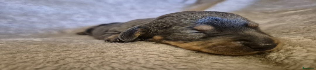 Dachshund Puppy 6