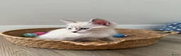 Ragdoll cats for sale: £850 for pair - Beautiful Bonded Ragdoll Kittens  - Advert 7