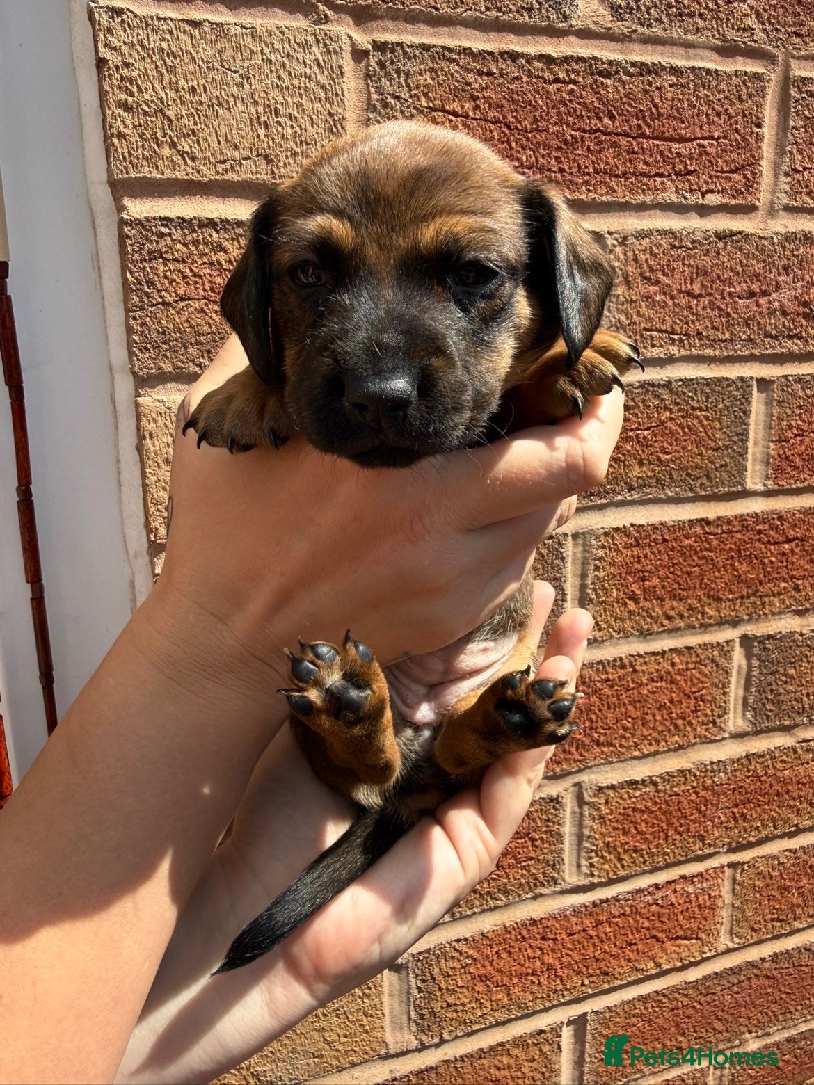 Dachshund dogs Miniature/standard dachshund puppies  - Advert 14