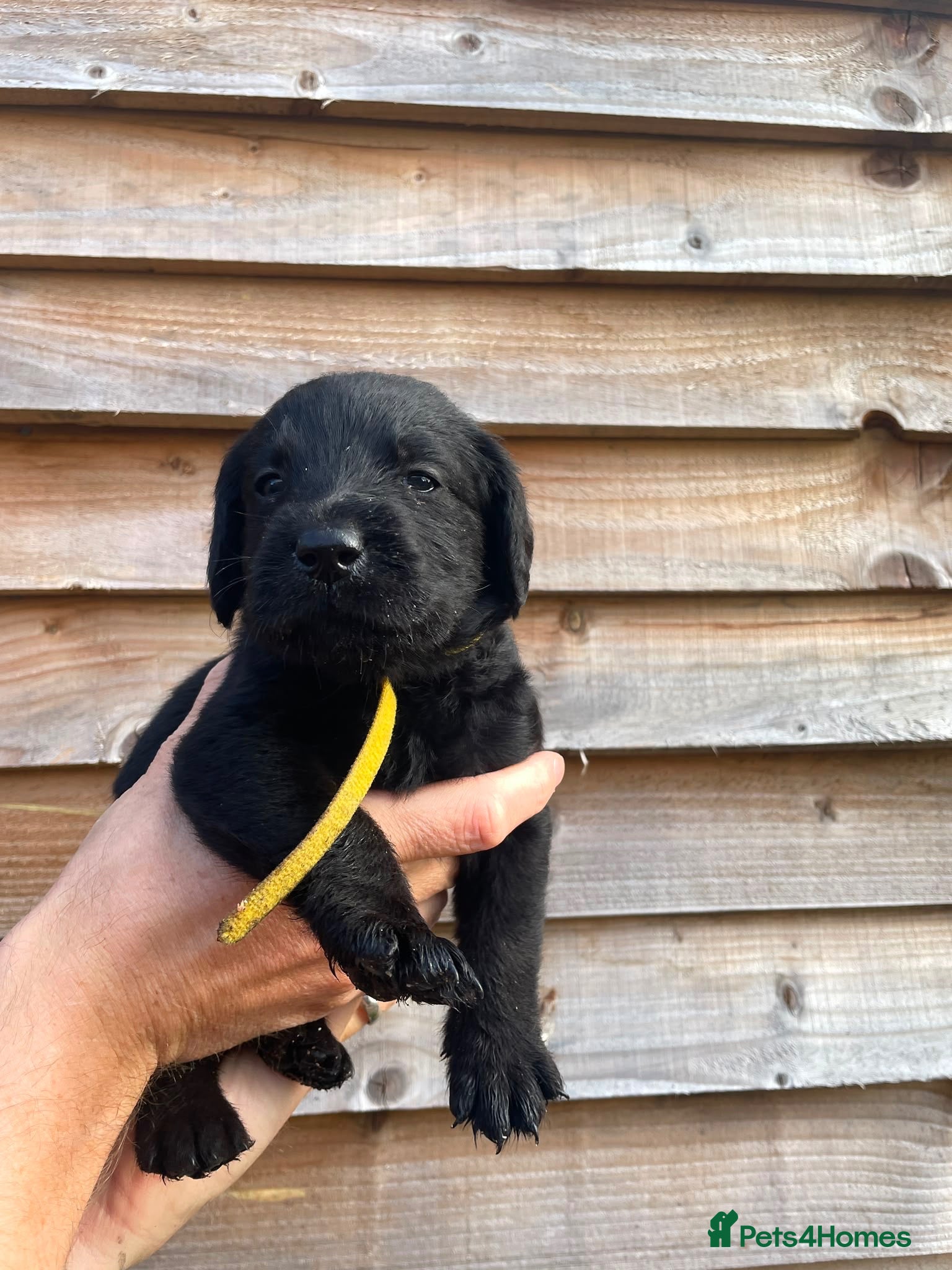 Labradoodle dogs Gorgeous F1b labradoodle puppies for sale - Advert 2