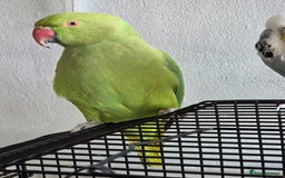 Ringnecks birds for sale: ​🦜 Active Ringneck Parrot For Sale - Advert 2