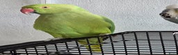 Ringnecks birds for sale: ​🦜 Active Ringneck Parrot For Sale - Advert 3