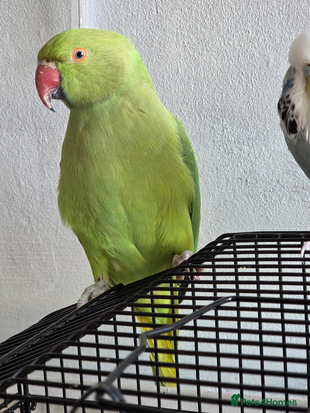 Ringnecks birds for sale: ​🦜 Active Ringneck Parrot For Sale - Advert 2